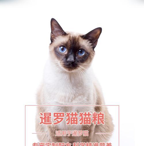 暹罗幼猫的猫粮选择？哪种猫粮最适合？