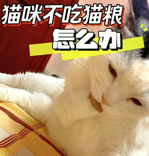 小猫拒绝猫粮的解决方法是什么？
