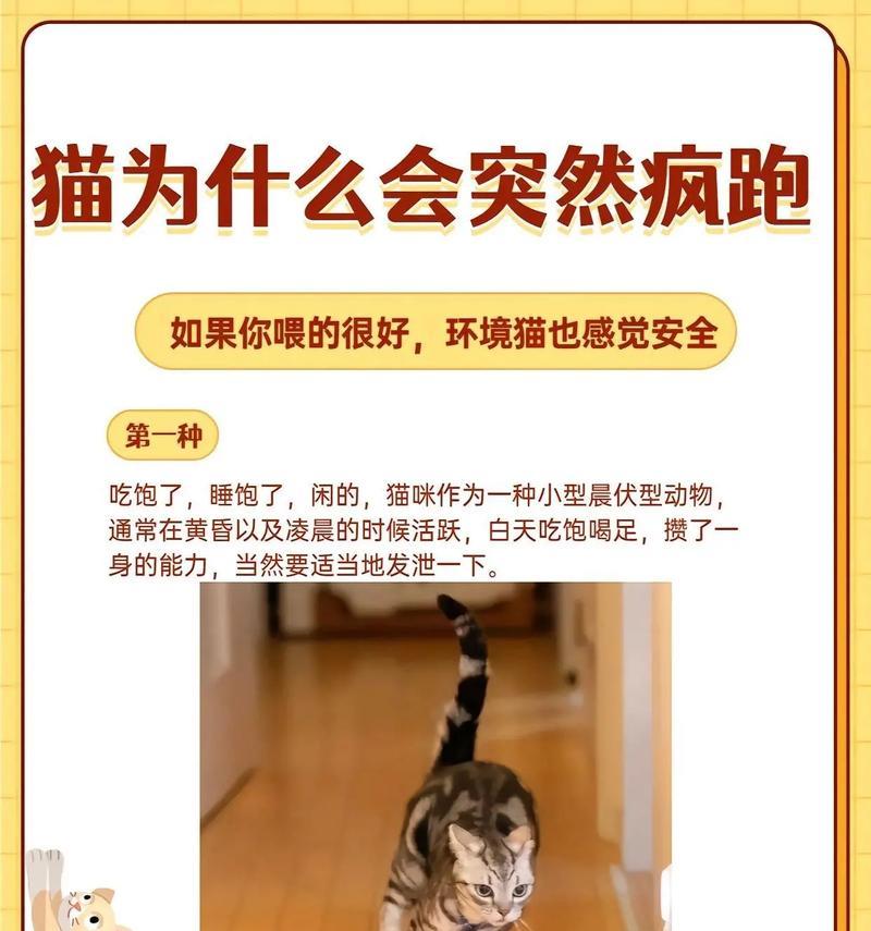 猫咪看见猫粮就逃跑的可能原因是什么？