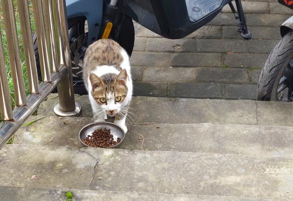 猫咪看见猫粮就逃跑的可能原因是什么？