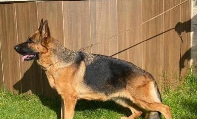 三个月大的德国牧羊犬应该有多少颗牙齿？如何检查幼犬牙齿发育？