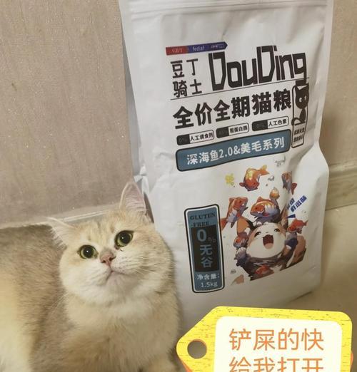 遇到猫但没有猫粮时应该怎么办？