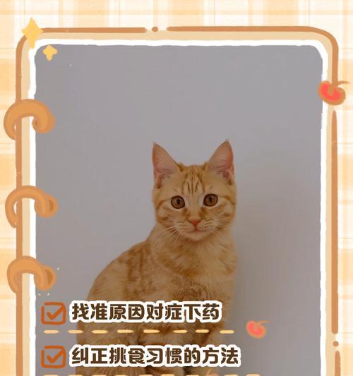 遇到猫但没有猫粮时应该怎么办？