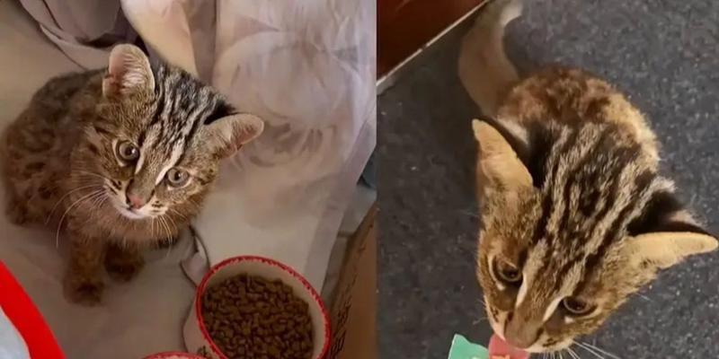 遇到猫但没有猫粮时应该怎么办？