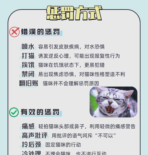美国猫咪偷吃猫粮如何纠正？有哪些有效方法？
