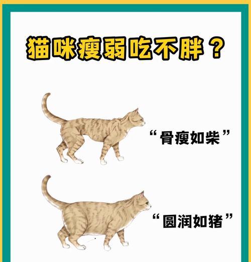 宠物猫为什么不吃香肠？如何让它重新进食？