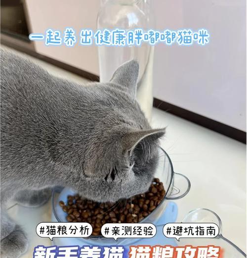 幼猫吃猫粮特少正常吗怎么办？如何提高幼猫的食欲？