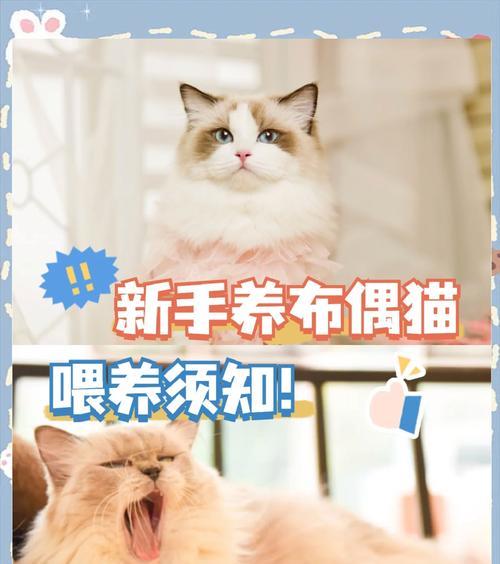 三岁布偶猫的猫粮喂食指南？