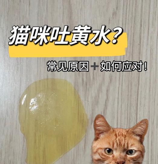 猫粮吐黄水怎么回事啊吃什么药