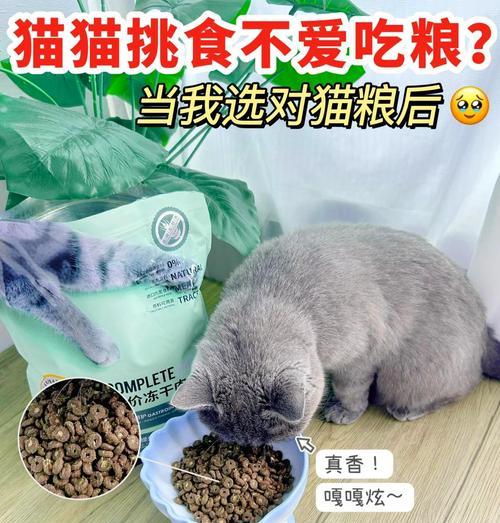 如何通过猫粮改善猫咪的毛色？哪种猫粮效果最佳？