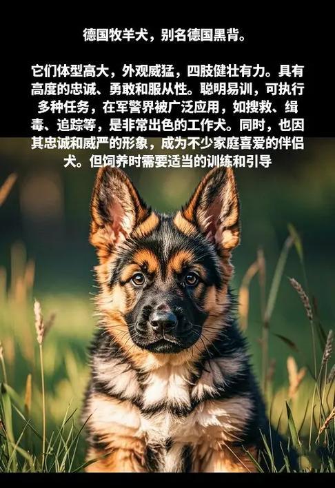 两个月大的德牧八斤重正常吗？价格是多少？