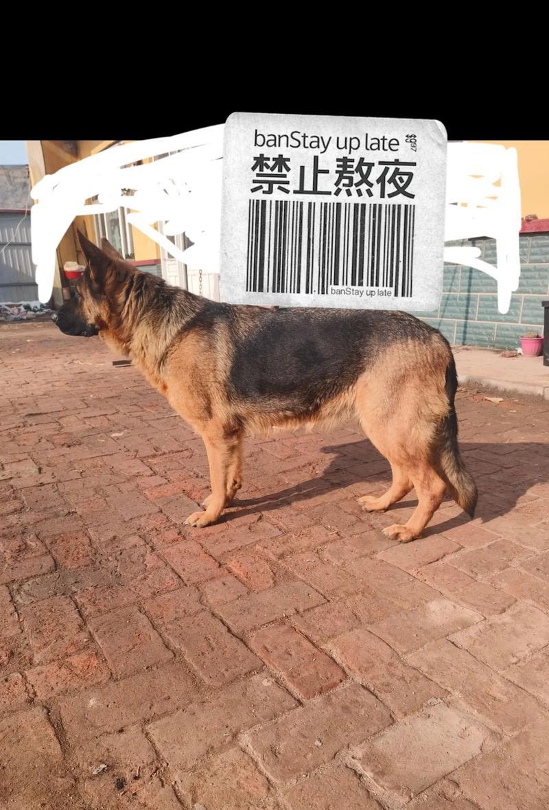 两个月大的德牧八斤重正常吗？价格是多少？
