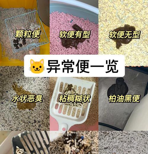 猫粮导致猫屎多怎么办？有哪些改善方法？