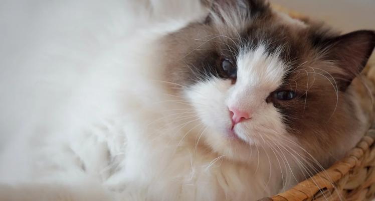 布偶猫喂粮机使用方法是什么？如何确保猫咪正确使用？