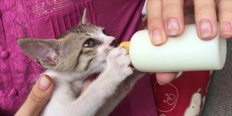 如何正确给宠物老鼠喂水？