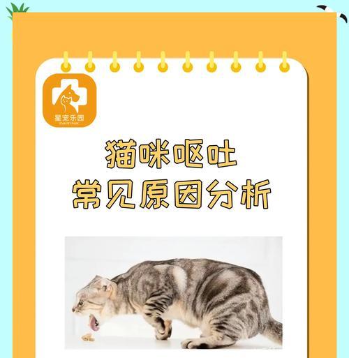 搬家后猫粮倒了怎么处理？如何防止猫咪误食？