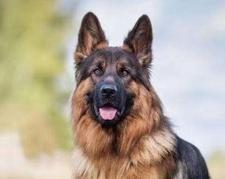 血狼犬与德牧的价格差异？一只犬的价格是多少？