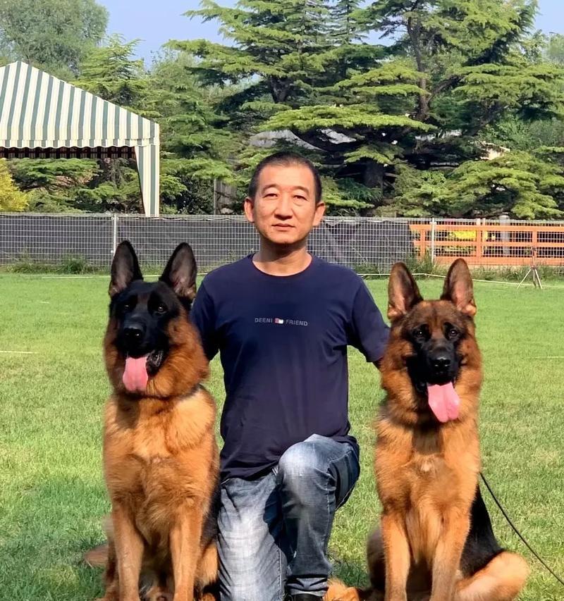 血狼犬与德牧的价格差异？一只犬的价格是多少？