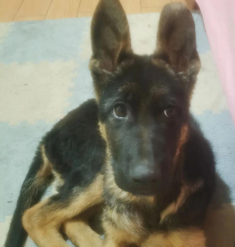小德牧幼犬价格受哪些因素影响？