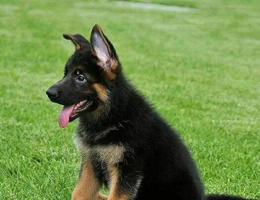 小德牧幼犬价格受哪些因素影响？