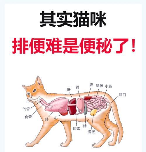 猫咪拒食猫粮便秘怎么办？