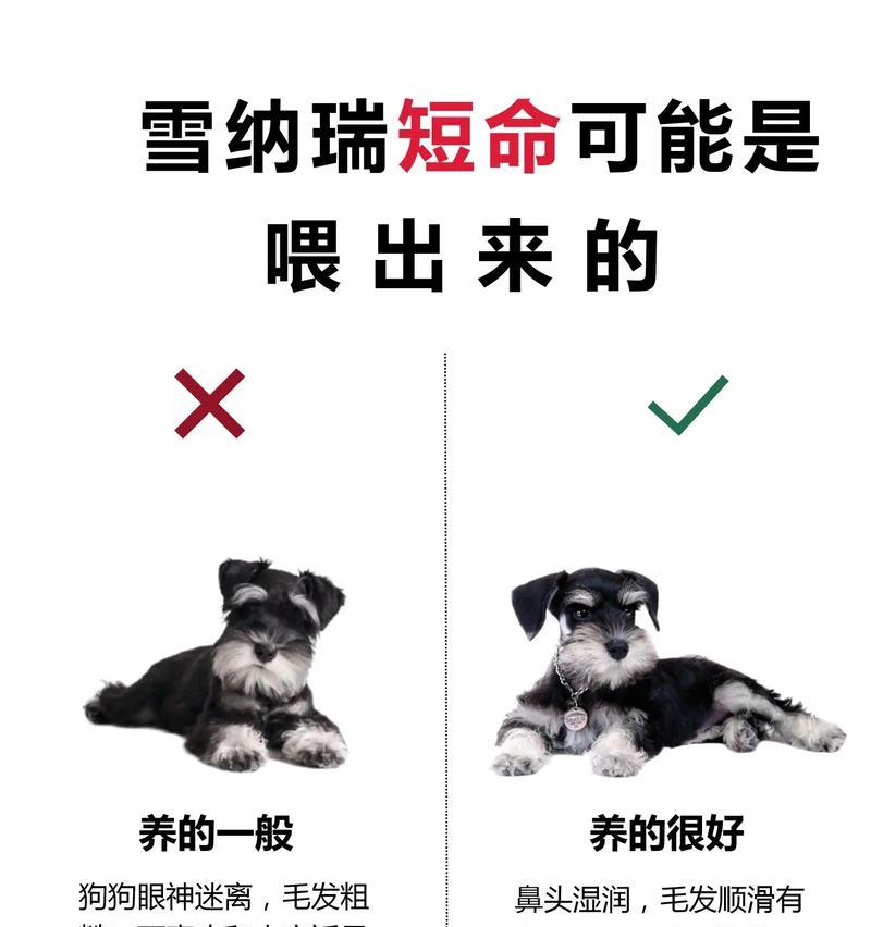 7个月大的5公斤雪纳瑞应该喂食多少？