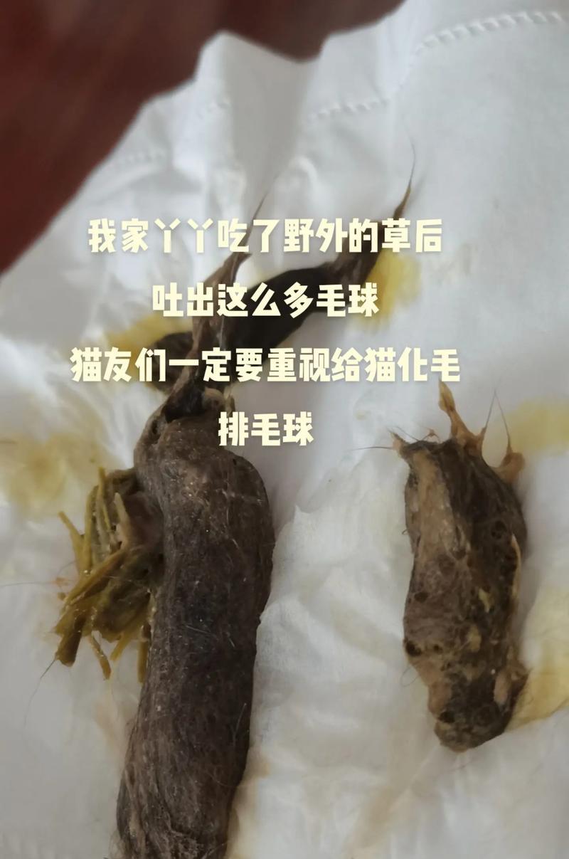猫吐的毛球有猫粮怎么回事？