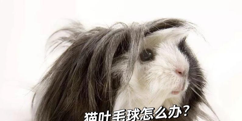 猫吐的毛球有猫粮怎么回事？