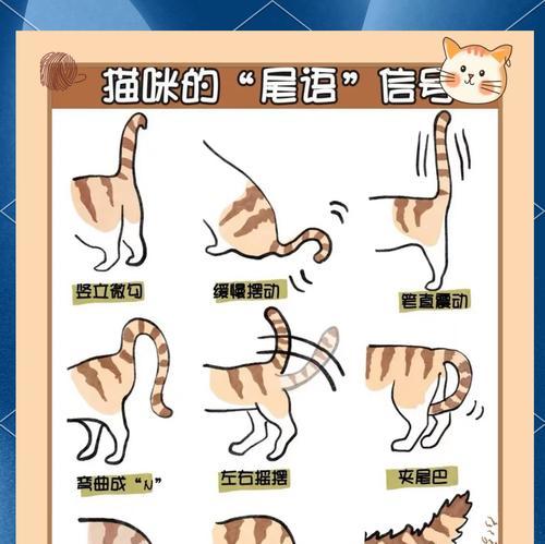 如何正确抓住猫咪尾巴而不伤害它？
