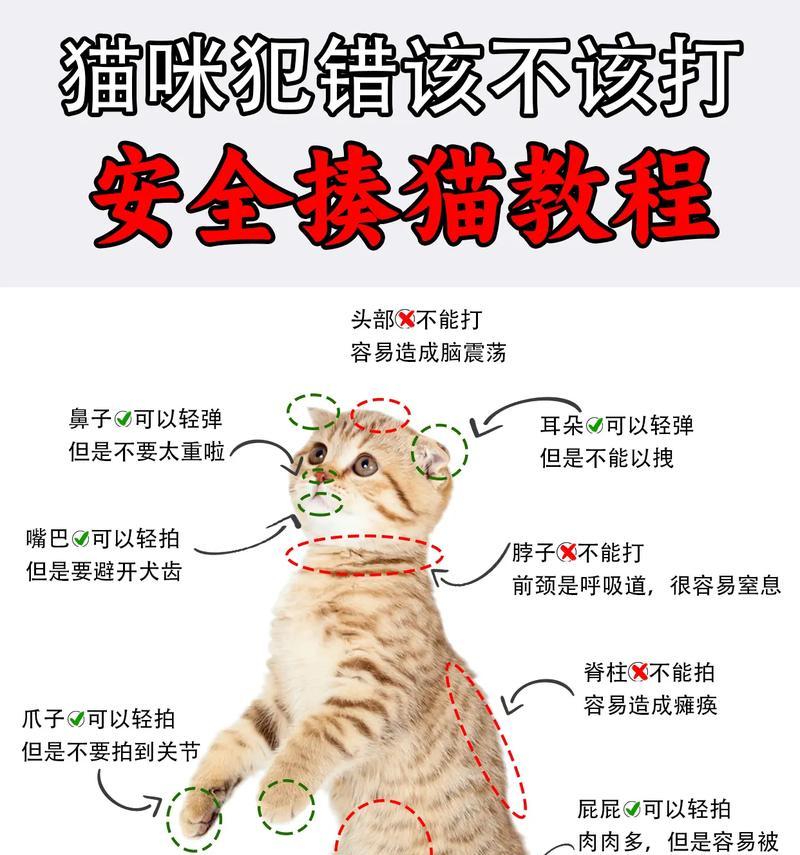如何正确抓住猫咪尾巴而不伤害它？
