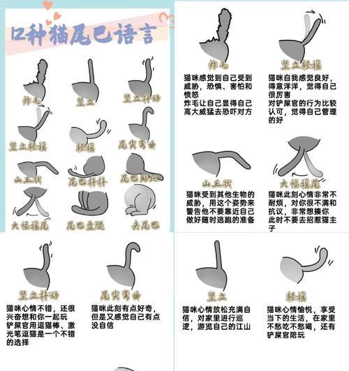 如何正确抓住猫咪尾巴而不伤害它？