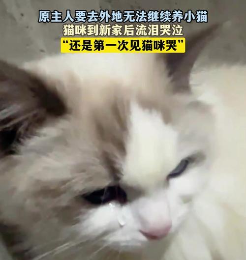 猫咪闻猫粮流泪是什么原因？是食物过敏吗？