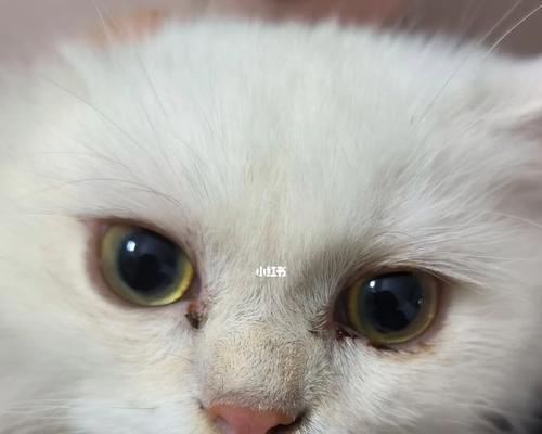 猫粮幼猫没眼屎正常吗怎么办？这是正常现象吗？