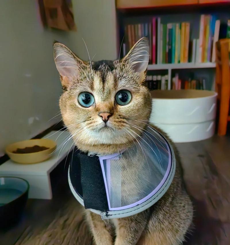 猫粮幼猫没眼屎正常吗怎么办？这是正常现象吗？