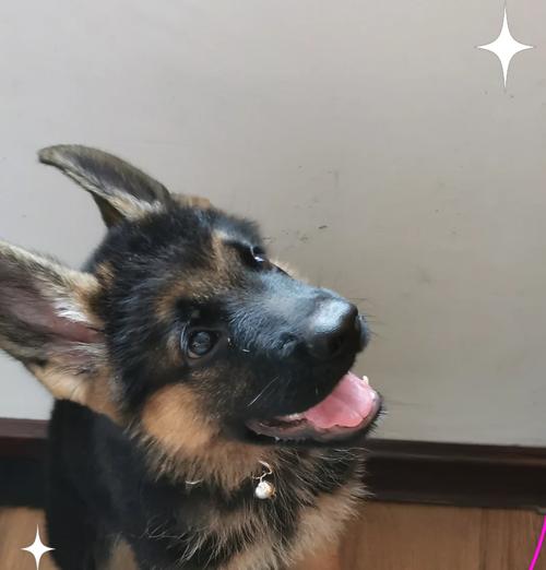 德牧幼犬从出生到可以吃鸡架需要多少天？喂食建议是什么？