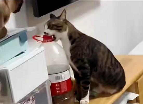 狸花猫扒猫粮的正确喂食方法是什么？