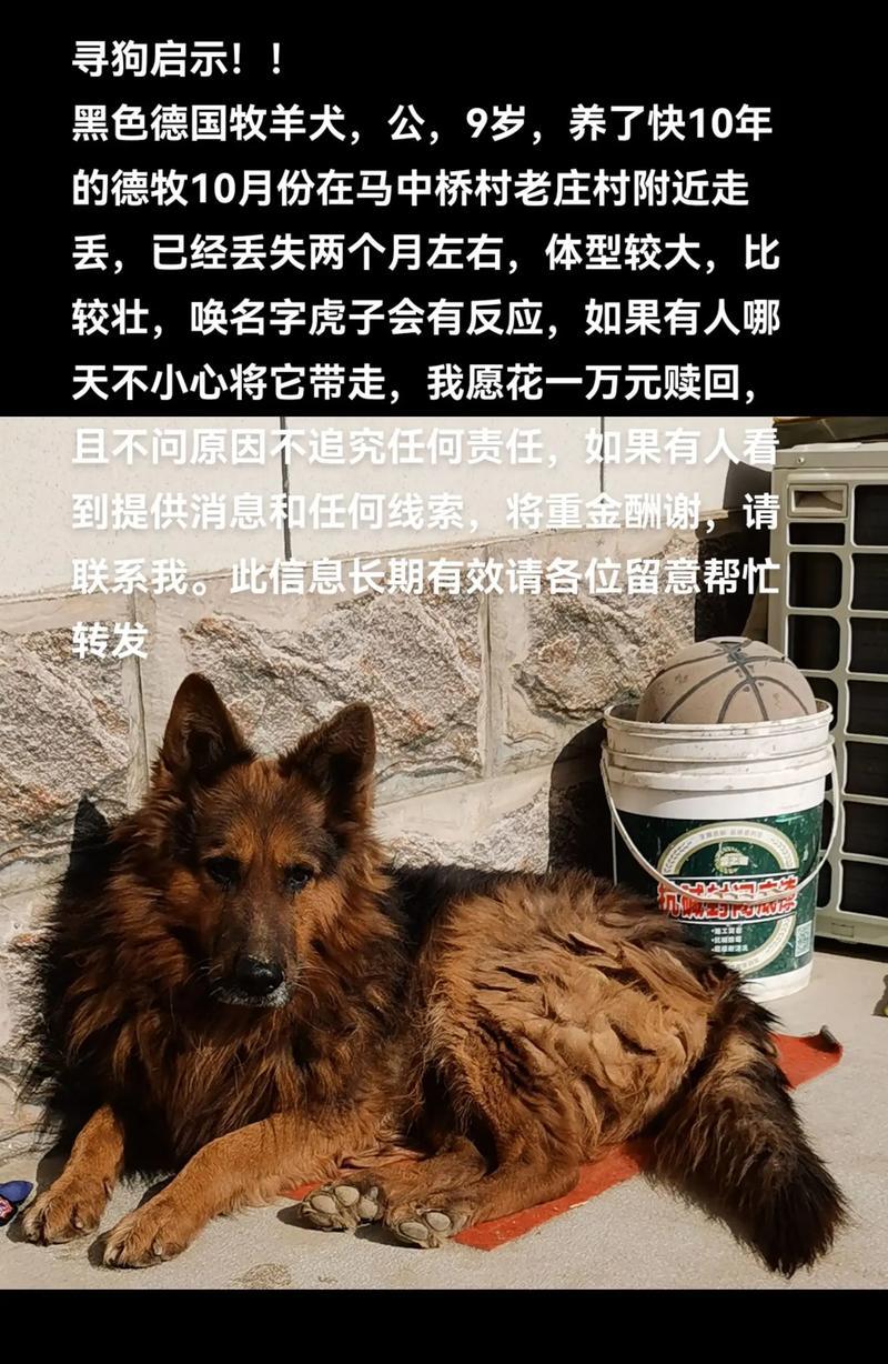 七个月黑德牧体重应该达到多少？如何判断是否健康？