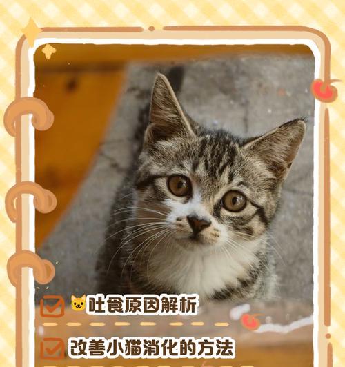 幼猫吐未消化猫粮的解决方法是什么？