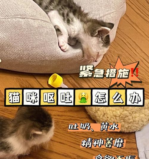 幼猫吐未消化猫粮的解决方法是什么？