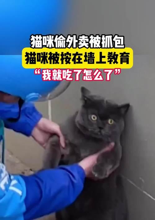 外卖小哥偷吃猫粮该如何处理？如何防止此类事件再次发生？