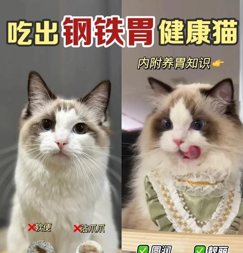 蓝猫食用布偶猫粮后腹泻的解决方法？