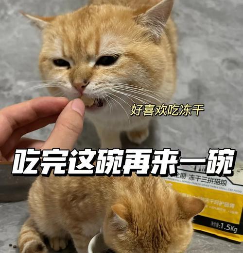 猫咪吃猫粮后表现傲娇是正常现象吗？原因是什么？