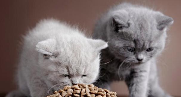 猫咪吃猫粮后表现傲娇是正常现象吗？原因是什么？