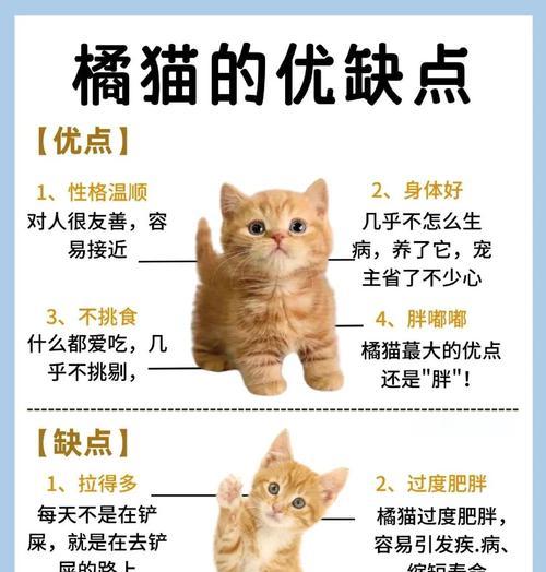 成年橘猫的猫粮喂养方法是什么？