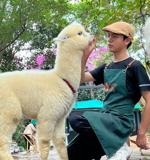 羊驼发出“串串”叫声是什么意思？背后有何含义？