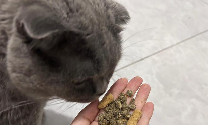 猫咪不屑的眼神猫粮怎么喂？宠物蓝猫吃什么猫粮长肉啊？