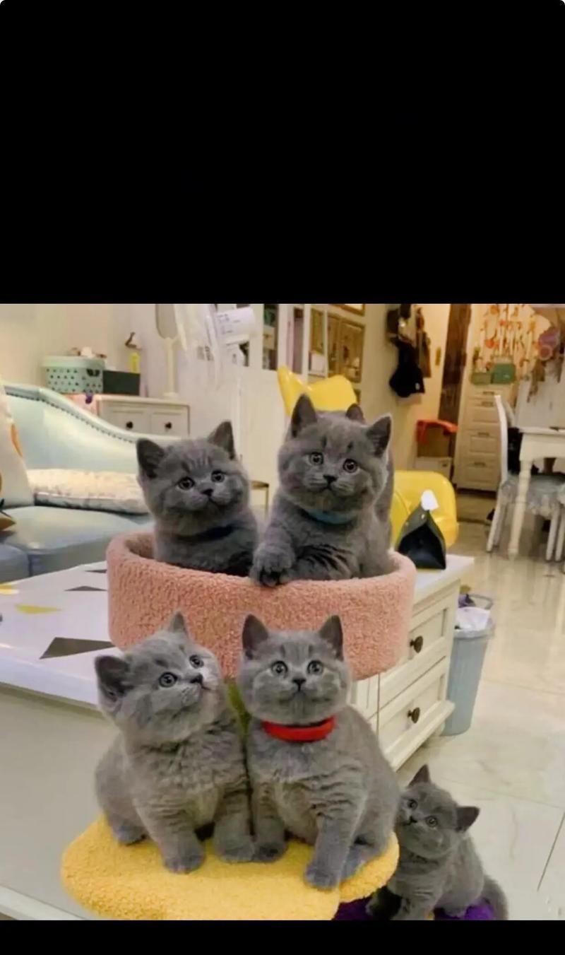 蓝猫和布偶猫通常喂哪种猫粮？