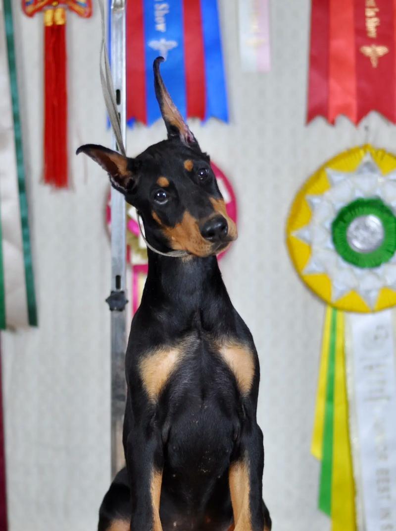 三个月大的杜宾犬每天应该吃多少狗粮？如何判断食量是否合适？