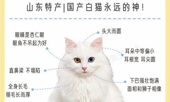 狮子猫的饮食偏好是什么？