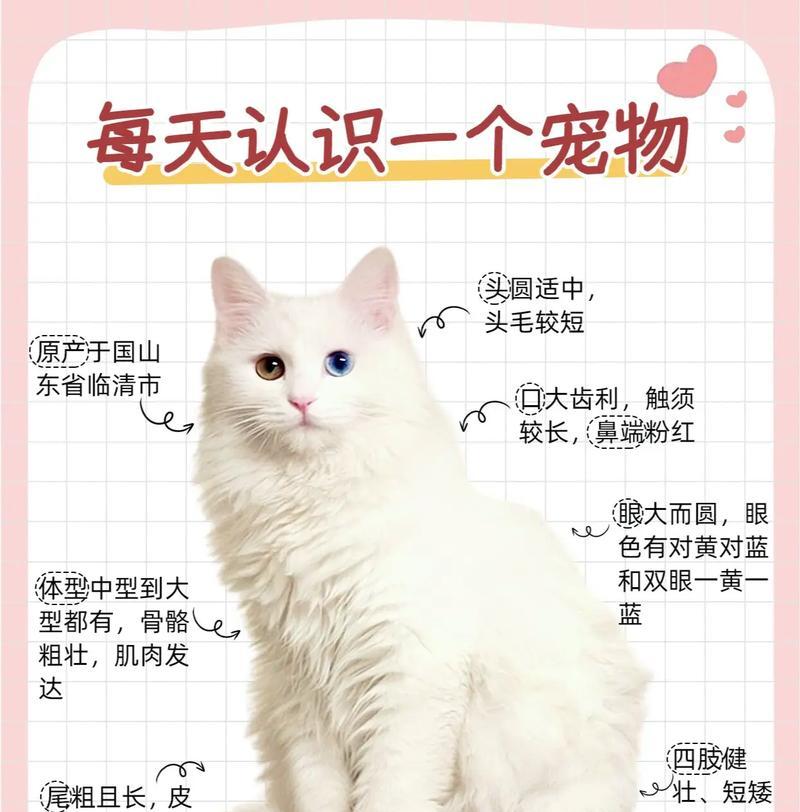 狮子猫的饮食偏好是什么？